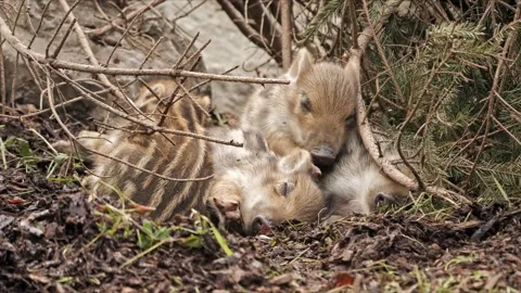 Stacked Sleeping Wild Boar Piglets with One Stretching – 4K Stock-Footage 321182655