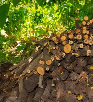 Stacked stack of firewood under a tree and with greens in the background Stock Photos