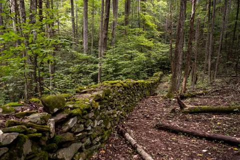 Stacked Stone Wall Cuts Through Forest Stock Photos