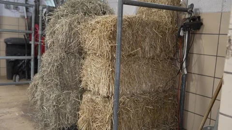 Stacked straw bales stored inside a dairy barn Stock Footage 337976596