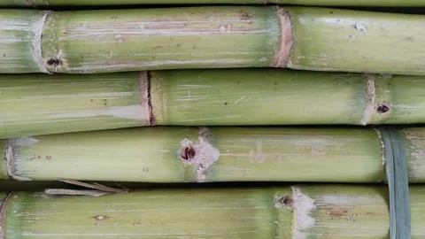 Stacked of sugar cane stems Stock Footage 260538669