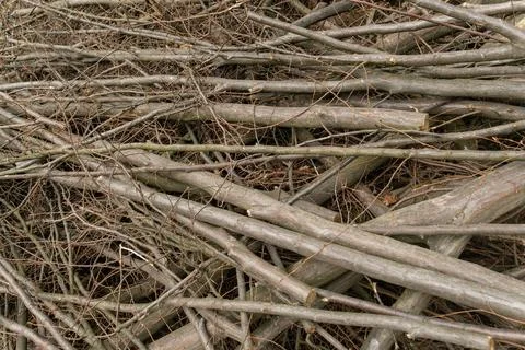 Stacked thin branches and logs from cutting in forest cleaning management Stock Photos