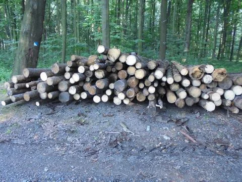 Stacked timber logs along a forest road in a Central European deciduous forest Stock Photos