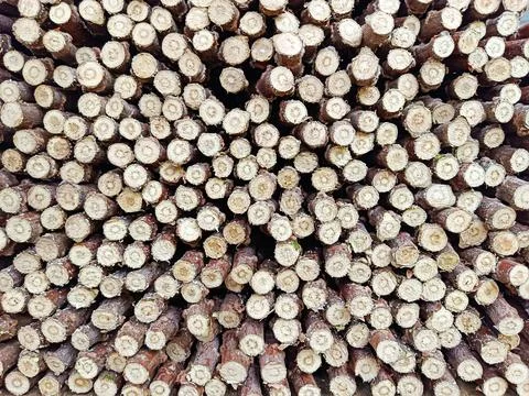 Stacked Timber Logs Background, Top View of Cut Tree Trunks Pattern Stock Photos