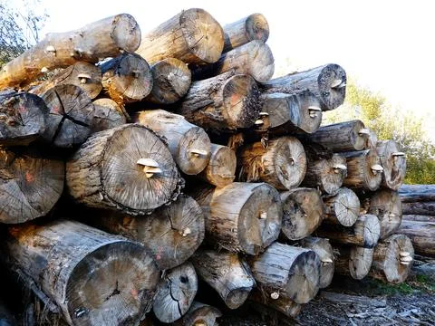 Stacked Timber Logs in Countryside Setting Stock Photos