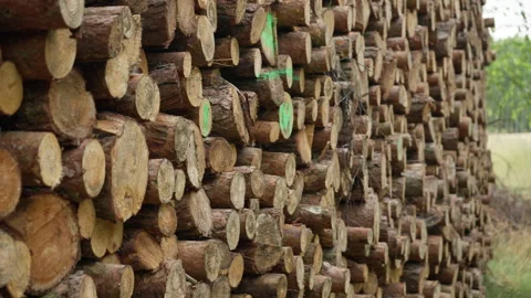 Stacked timber logs create a massive wooden wall texture at an industrial yard Stock-Footage 339364195