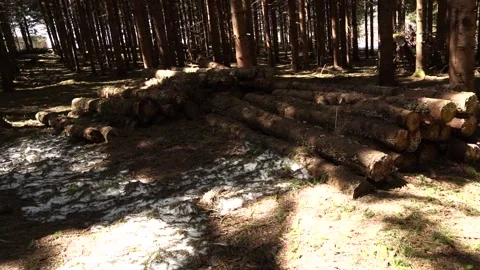 Stacked timber logs in a forest clearing, with patches of melting snow on the Stock Footage 336314988
