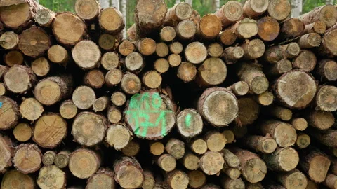 Stacked timber logs form a wooden texture background during industrial logging Stock Footage 339364141