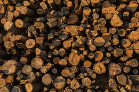 Stacked timber logs Stock Photos