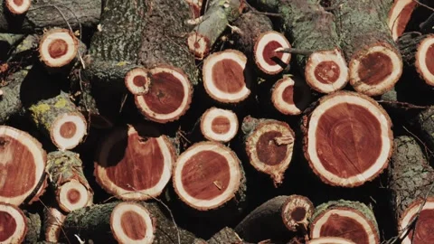 Stacked timber logs with visible rings at a forest supply yard. Stock Footage 336385191