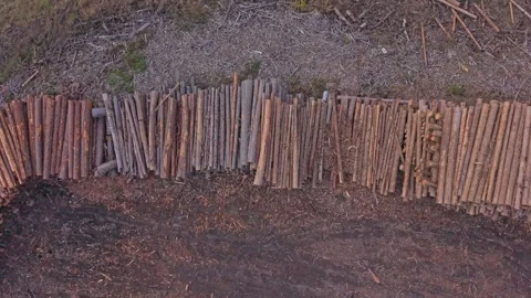 Stacked timber in remote forest area, seen from drone, Italy Stock Footage 321600033