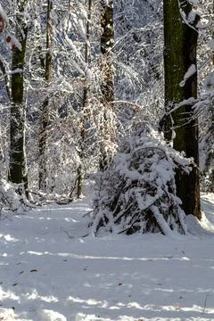 Stacked tree branches covered with snow in a winter forest Stock Photos