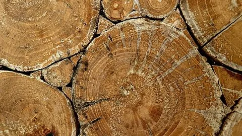 Stacked Tree Log Cross Sections with Natural Wood Texture Stock Photos