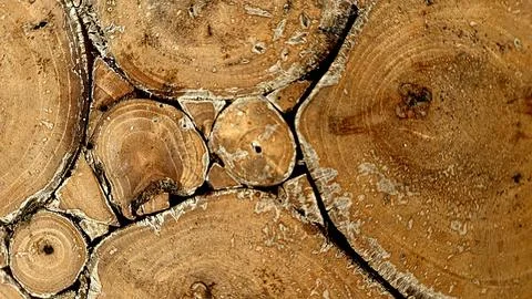 Stacked Tree Log Cross Sections with Natural Wood Texture Stockfoto's