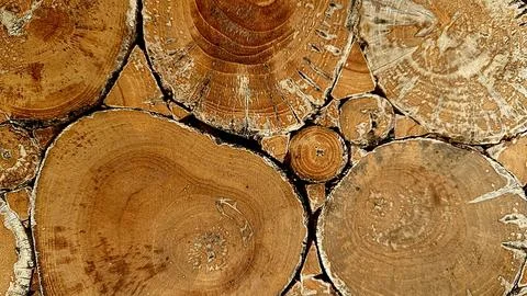 Stacked Tree Log Cross Sections with Natural Wood Texture Stock Photos