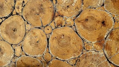 Stacked Tree Log Cross Sections with Natural Wood Texture Stockfoto's
