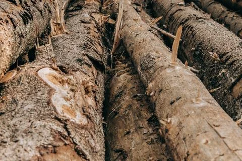 Stacked Tree Logs from Above in the Forest Foto stock