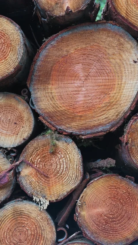 Stacked tree logs showing visible growth rings. vertical video Stock Footage 345645080