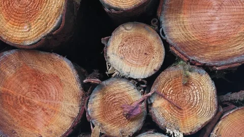 Stacked Tree Logs with Visible Growth Rings Close Up Stock Footage 345644225