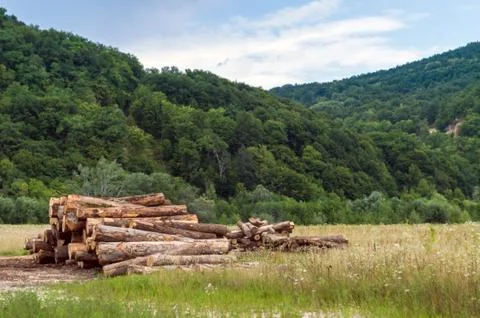 Stacked tree trunk in the mountain Stock Photos