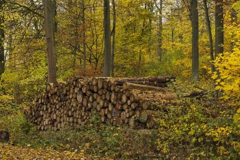 Stacked tree trunks in the autumn forest Stock Photos