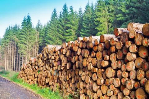 Stacked tree trunks background texture pattern. Stock Photos