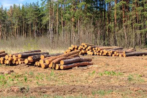 Stacked tree trunks felled by the logging timber industry in pine forest Stock Photos