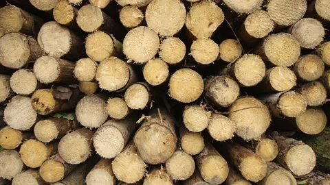 Stacked tree trunks in the forest. Wood design. Stock Footage 163447597