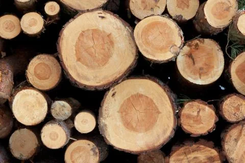 Stacked Tree Trunks Stock Photos