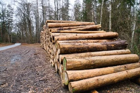 Stacked tree trunks by the side of the road in the forest. Tree material Stock Photos