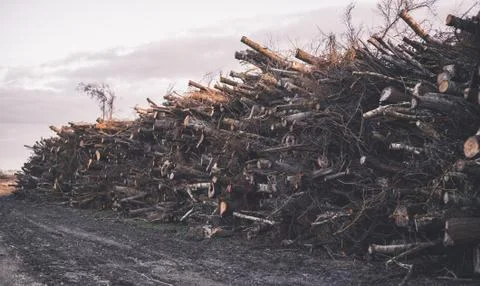 Stacked tree wood logs pattern background Stock Photos