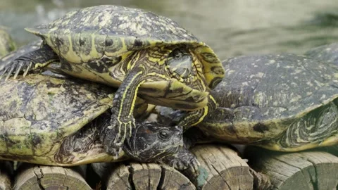 Stacked Turtles Basking on Wood Logs Near Water in a Serene Setting Stockbeeldmateriaal 334815746
