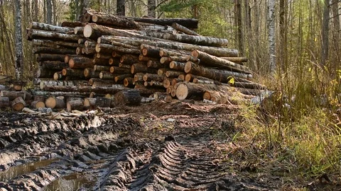 Stacked wood in the forest Stock Footage 118905184
