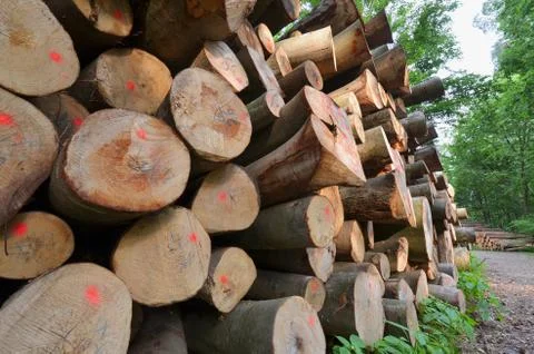 Stacked wood in forest Stock Photos