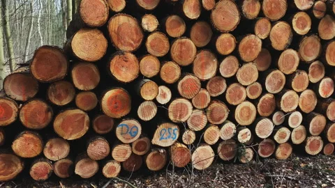 Stacked wooden pine tree logs for lumber Stock Footage 217807222