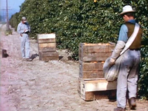 Stacking and organizing crates of oranges by Mexican farm laborers in the 1970s 스톡 동영상 75410933