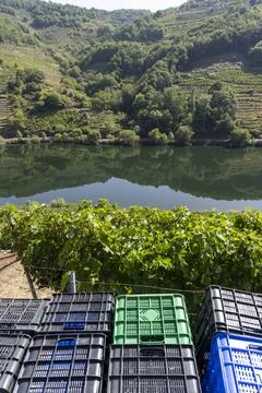 Stacking grape crates in Ribeira Sacra vineyard landscape 库存照片
