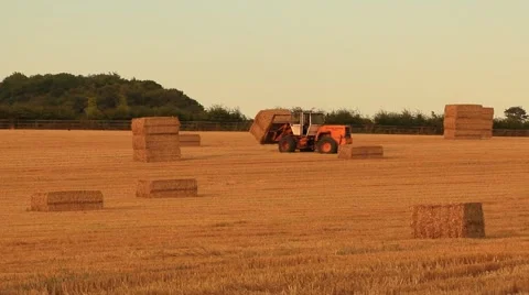 Stacking Hay Bales Stock Footage 41645120