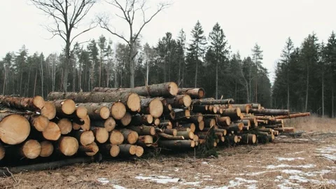Stacking logs on a felled patch of forest in cloudy autumn weather Vídeo Stock 231910256