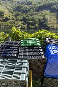 Stacking plastic crates overlooking Ribeira Sacra vineyards 库存照片
