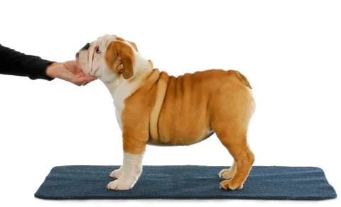 Stacking puppy Stock Photos