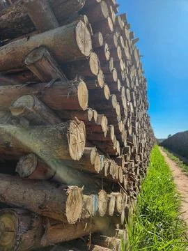 Stacking wooden logs Stock Photos