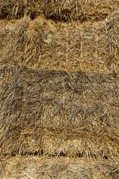 Stacks and left on the field for storage, golden wheat straw used in agricult Stock Photos