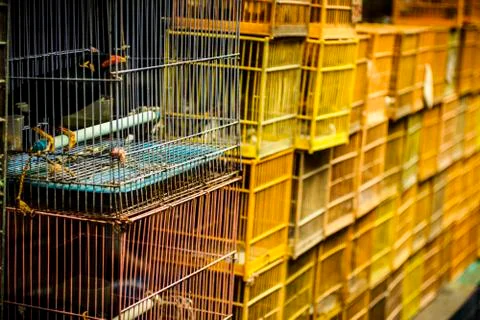 Stacks of bird cages Stock Photos