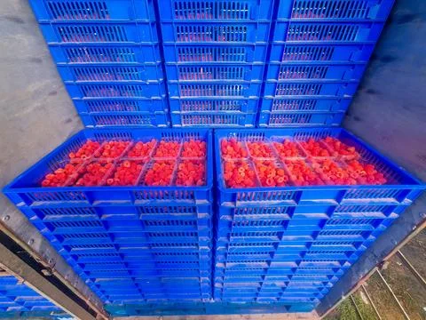 Stacks of Blue Crates Filled with Red Raspberries in Industrial Setting Stock Photos