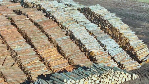Stacks of cut timber logs arranged in neat rows at industrial lumber yard Stock Footage 312383626