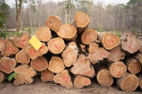 Stacks of cut trees stacked. Cut down the trees. Pine wood industry. Fallen t Stock Photos