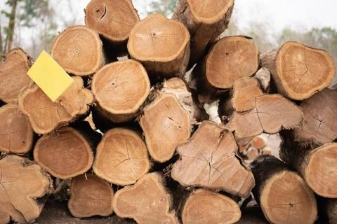 Stacks of cut trees stacked. Cut down the trees. Pine wood industry. Fallen t Stock Photos
