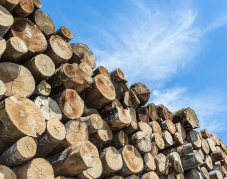 Stacks of firewood Stock Photos