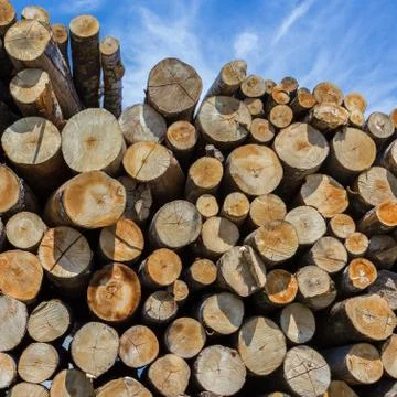 Stacks of firewood Foto stock